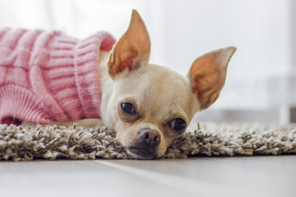 Mała rasa do mieszkań – Chihuahua