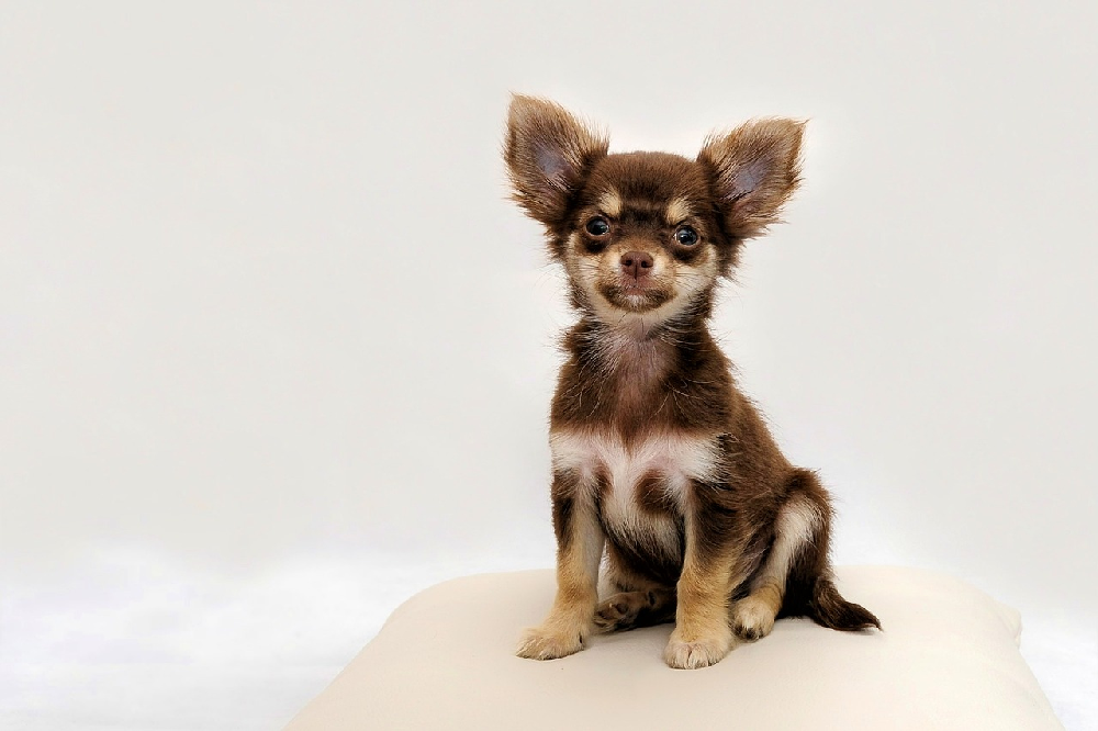 Mała rasa do mieszkań – Chihuahua